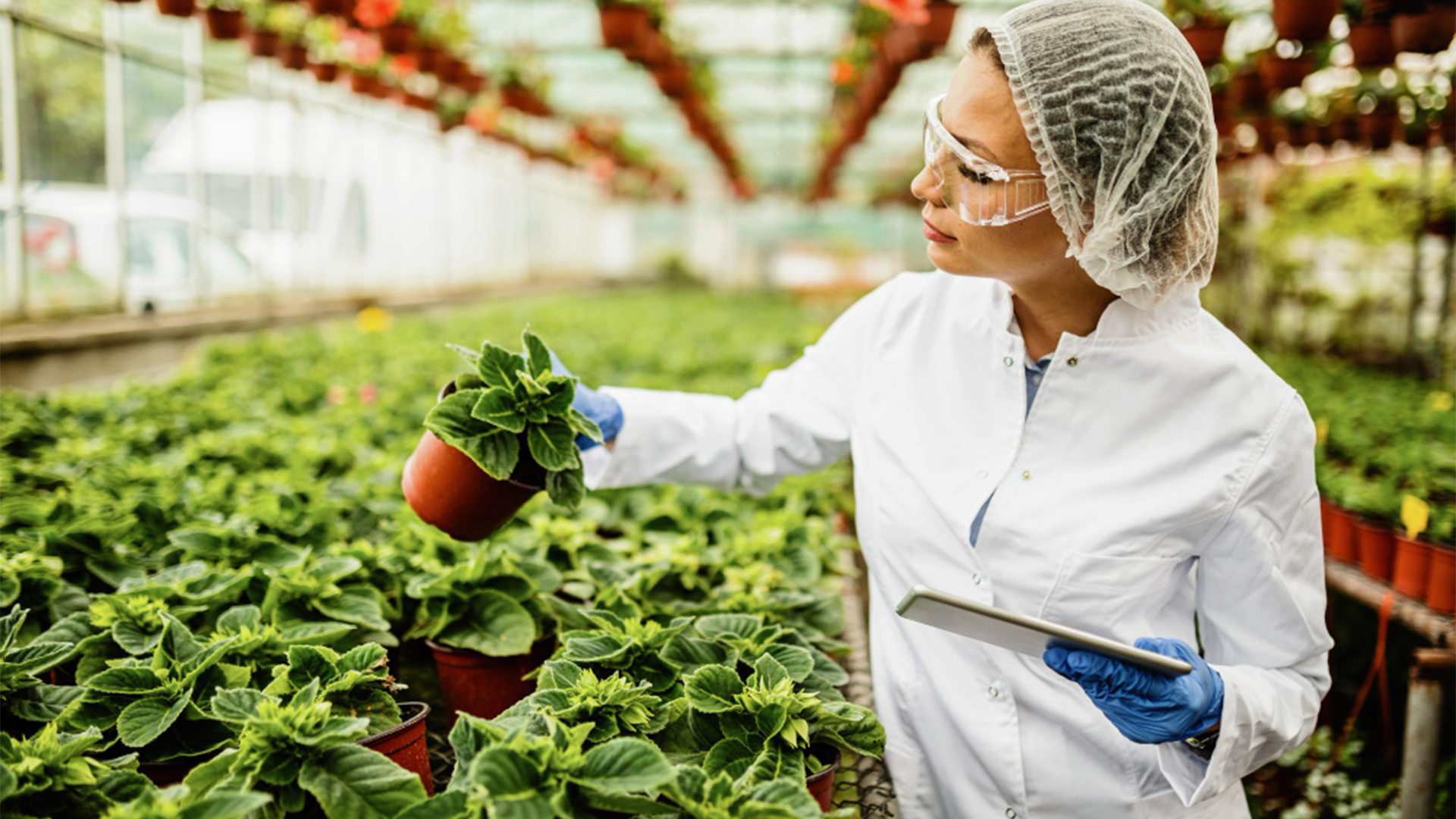 How to Achieve IFS Progress Recognition and Begin Your Food Safety Journey